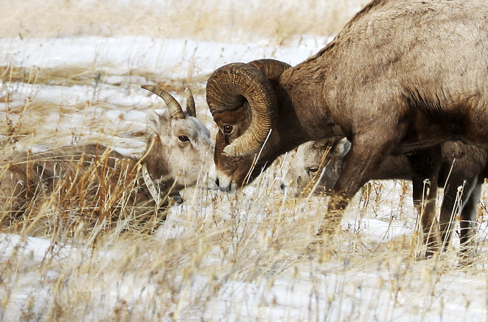 Bighorn sheep in Ananconda